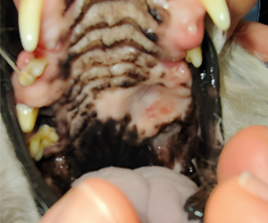 Mismo paciente de la imagen 13. Respuesta completa 60 días después de dos tratamientos con electroquimioterapia separados 1 mes.