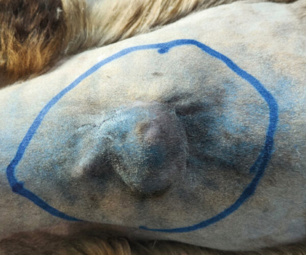 Planificación preoperatoria de un sarcoma asociado al punto de inyección recidivante. El abordaje terapéutico combinará cirugía con márgenes oncológicos y aplicación de electroquimioterapia intraoperatoria como estrategia para optimizar el control local de la enfermedad.