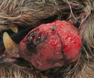 Melanoma oral de alto grado en un perro mestizo de 16 años que acudió a consulta con un sangrado profuso de la masa.﻿