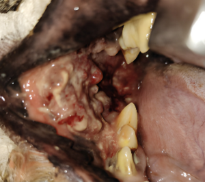 Carcinoma de células escamosas (CCE) con invasión extensa de la cara interna del carrillo en un West Highland White Terrier. Imagen previa al inicio del tratamiento paliativo con electroquimioterapia.