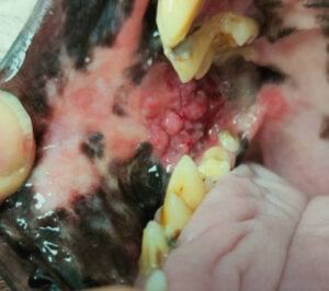 Respuesta parcial un mes después de aplicado el tratamiento con electroquimioterapia en el paciente de la imagen 21﻿.