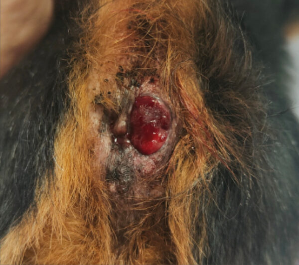 Tumor perianal menor a 3 cm3, con afección del esfínter anal, donde la electroquimioterapia se muestra como una alternativa de tratamiento.