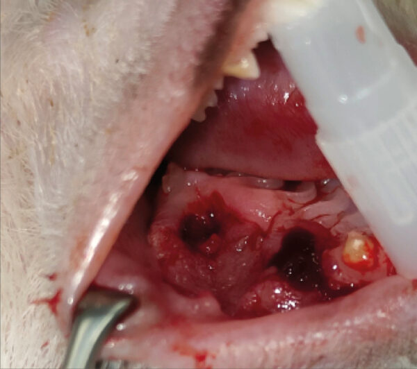 CCE maxilar tratado con electroquimioterapia en un erizo africano.