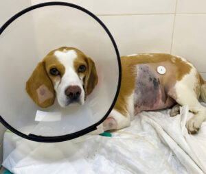 Imagen 5. Imagen de la paciente durante su hospitalización, donde se aprecia el medidor de glucosa colocado.