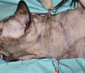 Secuencia quirúrgica de la realización del colgajo axial insular auricular caudal para cubrir el defecto creado tras la resección oncológica.