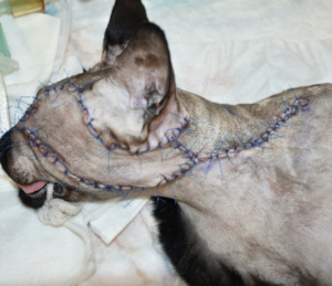 Imagen 3E. Imágenes 3A-3F. Secuencia quirúrgica de la realización del colgajo axial insular auricular caudal para cubrir el defecto creado tras la resección oncológica.