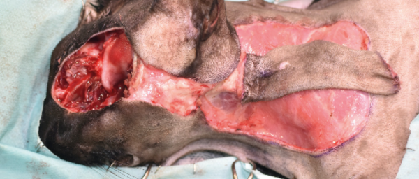 Imágenes quirúrgicas de un colgajo axial insular auricular caudal siendo rotado cranealmente 180 grados, donde el donante y el receptor están a distancia, por lo que se crea una incisión en puente para unir ambos defectos, retirándose un pequeño fragmento del puente con el fin de lograr un resultado más estético.