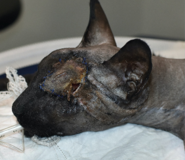 Imagen quirúrgica de otro paciente diferente con una necrosis rostral del colgajo axial insular auricular caudal, de espesor completo, que había sido rotado cranealmente 180 grados.