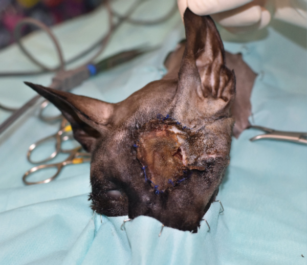 Imagen quirúrgica de otro paciente diferente con una necrosis rostral del colgajo axial insular auricular caudal, de espesor completo, que había sido rotado cranealmente 180 grados.