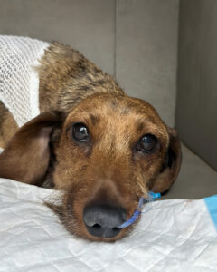 Perro alimentado con sonda gástrica