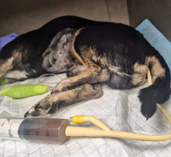 Realización de transferencia fecal en perro con parvovirosis