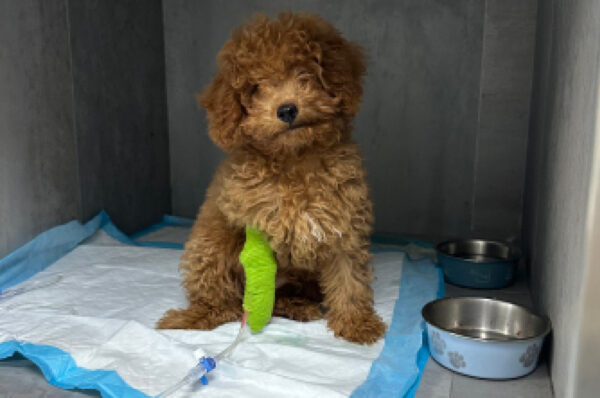 Cachorro con parvovirus y fluidoterapia.