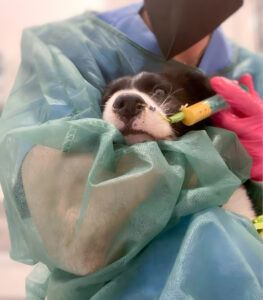 Perro alimentado con sonda gástrica