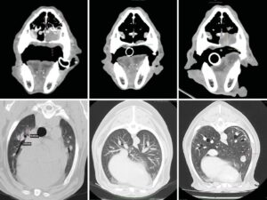 Evolución de enfermedad local y lesiones pulmonares metastásicas en el tiempo. En el TC inicial se detectan varios nódulos pulmonares que desaparecen casi por completo 18 meses tras RT. El nódulo visible en el TC 28 meses tras RT se trata de una nueva localización, sin evidencia de progresión de los nódulos metatásicos iniciales.