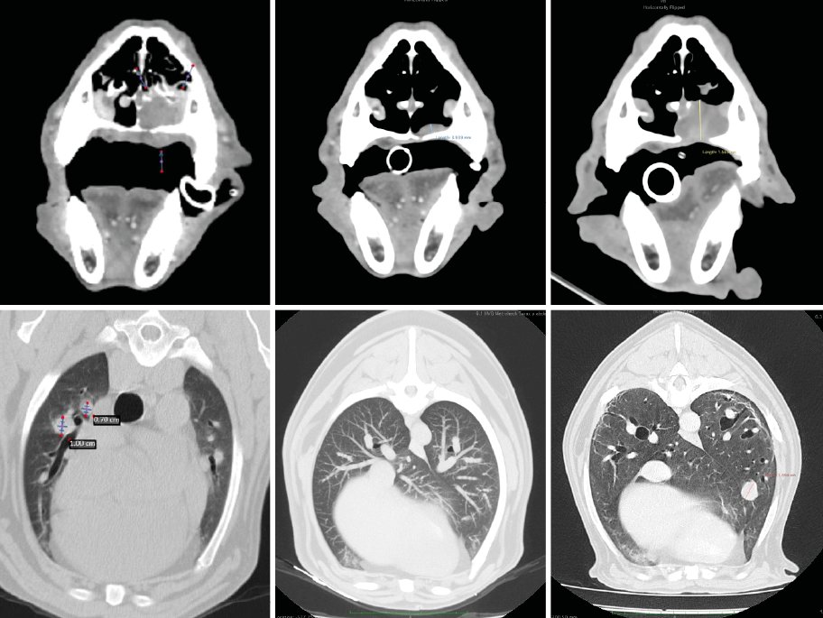 Evolución de enfermedad local y lesiones pulmonares metastásicas en el tiempo. En el TC inicial se detectan varios nódulos pulmonares que desaparecen casi por completo 18 meses tras RT. El nódulo visible en el TC 28 meses tras RT se trata de una nueva localización, sin evidencia de progresión de los nódulos metatásicos iniciales.