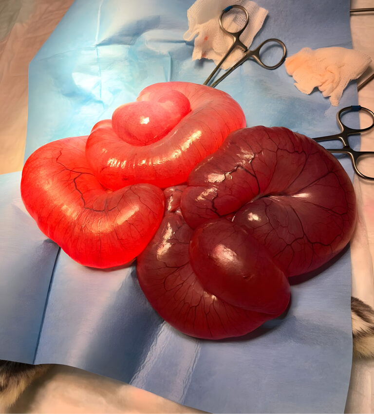 Fotografía intraquirúrgica correspondiente al caso de una hidrómetra de coneja de año y medio de edad.