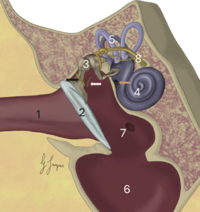 Estructuras del oído medio e interno canino.