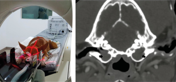 Colocación de un paciente canino para realización de una TC. Imagen de la TC de un paciente canino.