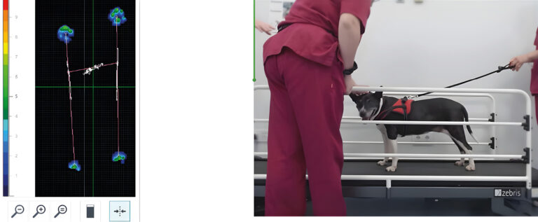 Detección por presión de las cuatro extremidades sobre la plataforma durante la evaluación en estático.﻿