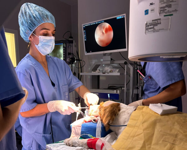 Rinoscopia exploratoria previa a la trepanación.