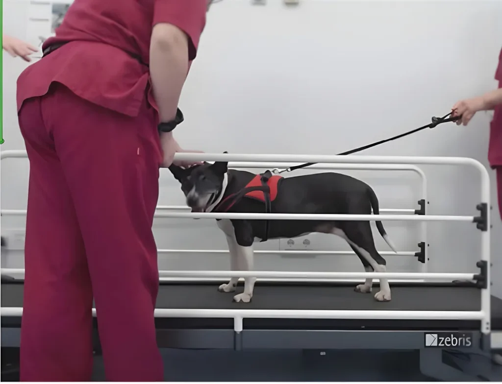 Perro en evaluación de marcha con plataforma de fuerza en clínica veterinaria