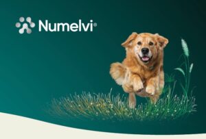 Imagen perro campaña Numelvi MSD