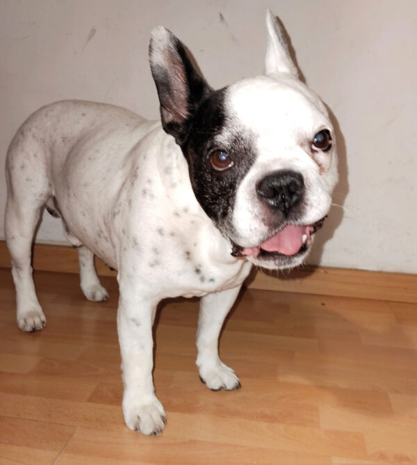 Paciente canino con parálisis facial derecha secundaria a otitis media.