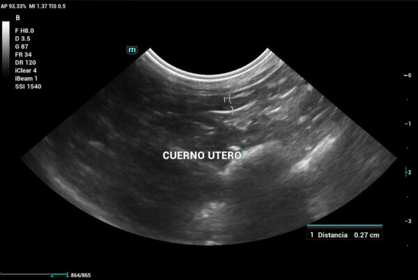 Imagen ecográfica que evidencia la presencia de cuerno uterino en una coneja a la que se le realizó únicamente ovariectomía. Se realiza ecografía por sospecha de remanente ovárico.