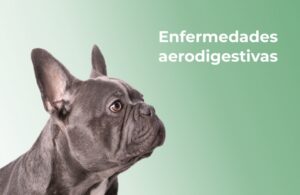 Perro de raza bulldog