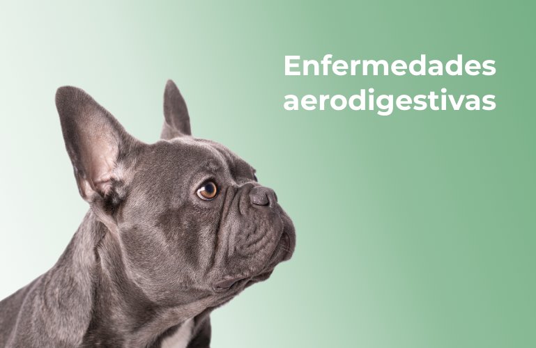 Perro de raza bulldog