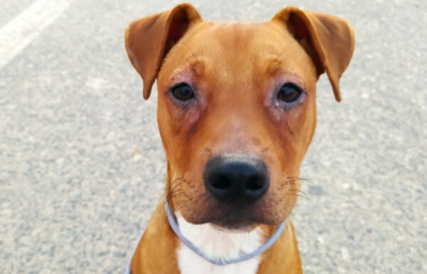 Alopecia periocular eritematosa con blefaritis moderada bilateral.