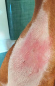 Dermatosis eritematosa con escoriaciones en la región ventral del mentón y cuello.