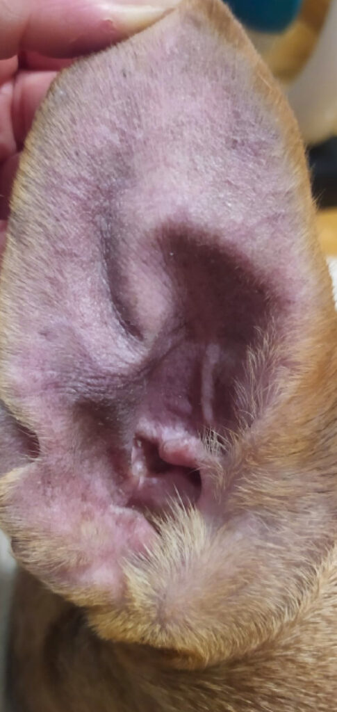 Disminución del eritema de la oreja derecha.﻿