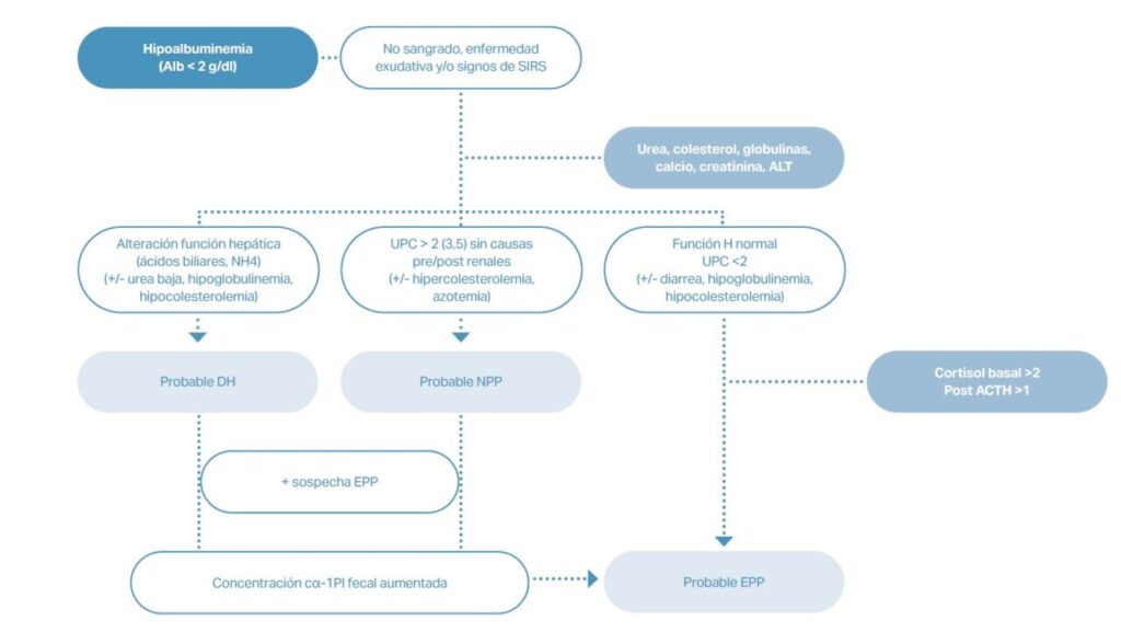 Algoritmo diagnóstico de un paciente con hipoalbuminemia
