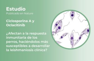 Estudio sobre ciclosporina A y oclacitinib en perros y leishmaniosis