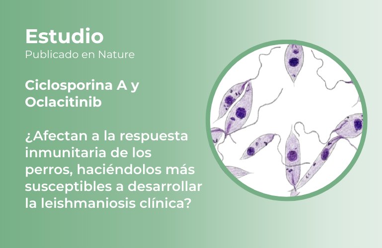 Estudio sobre ciclosporina A y oclacitinib en perros y leishmaniosis