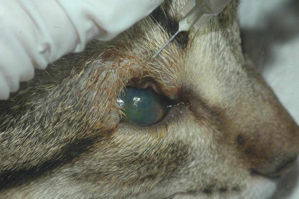 Aplicación de la inyección subdérmica de ácido hialurónico reticulado con la técnica de inoculación túnel en un felino de 5 meses con agenesia palpebral del párpado superior.