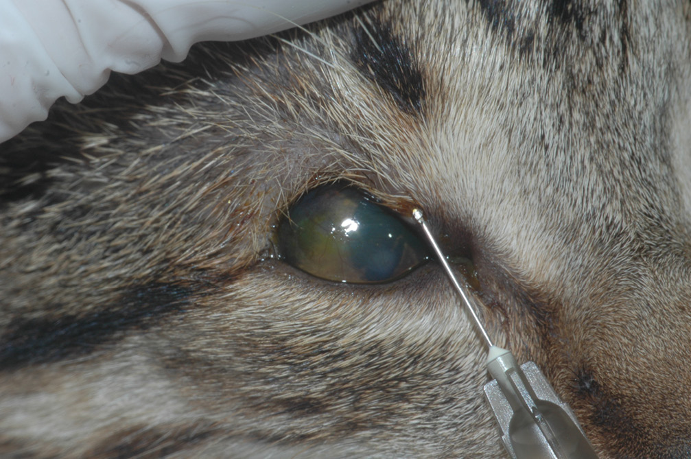 Aplicación de la inyección subdérmica de ácido hialurónico reticulado con la técnica de inoculación túnel en un felino de 5 meses con agenesia palpebral del párpado superior.