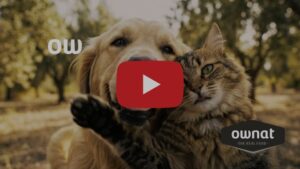 Perro y gato juntos en un entorno natural, promoviendo bienestar animal.