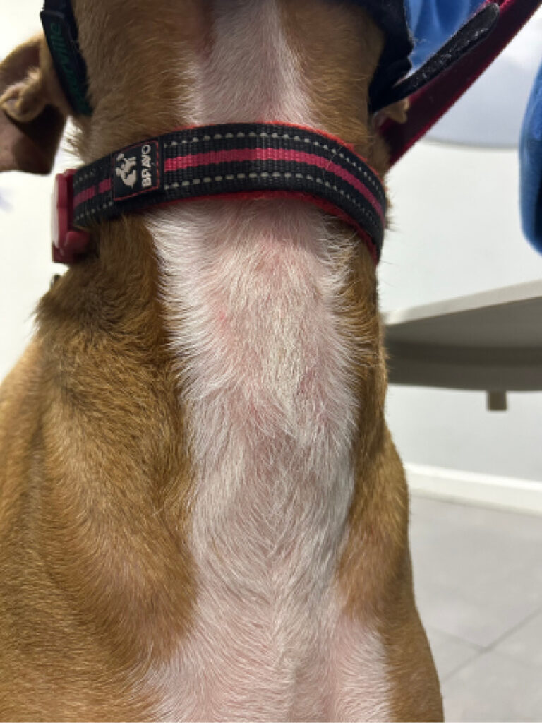 El paciente presenta una mejoría del eritema y recuperación del pelo en la región afectada.