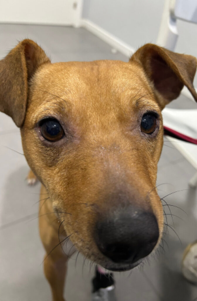 Mejoría notable de la blefaritis bilateral.﻿