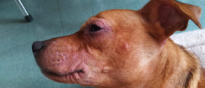 lopecia perilabial eritematosa con escoriaciones.