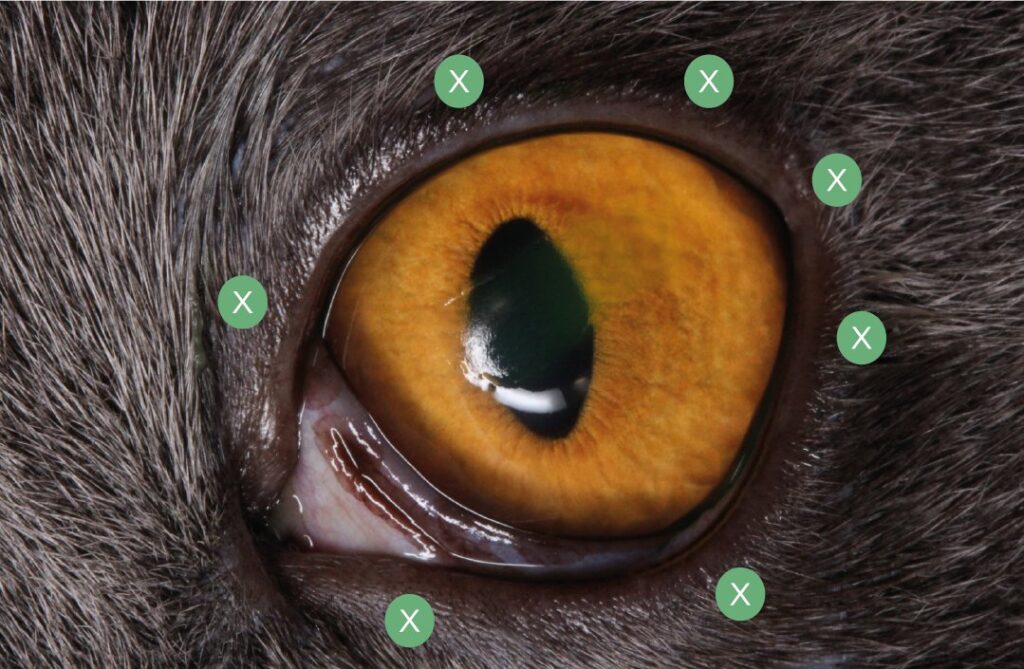 Múltiples inyecciones puntuales. Las marcas “X” se corresponden con el lugar de inoculación y las formas ovales verdes son la distribución del ácido hialurónico inoculado.