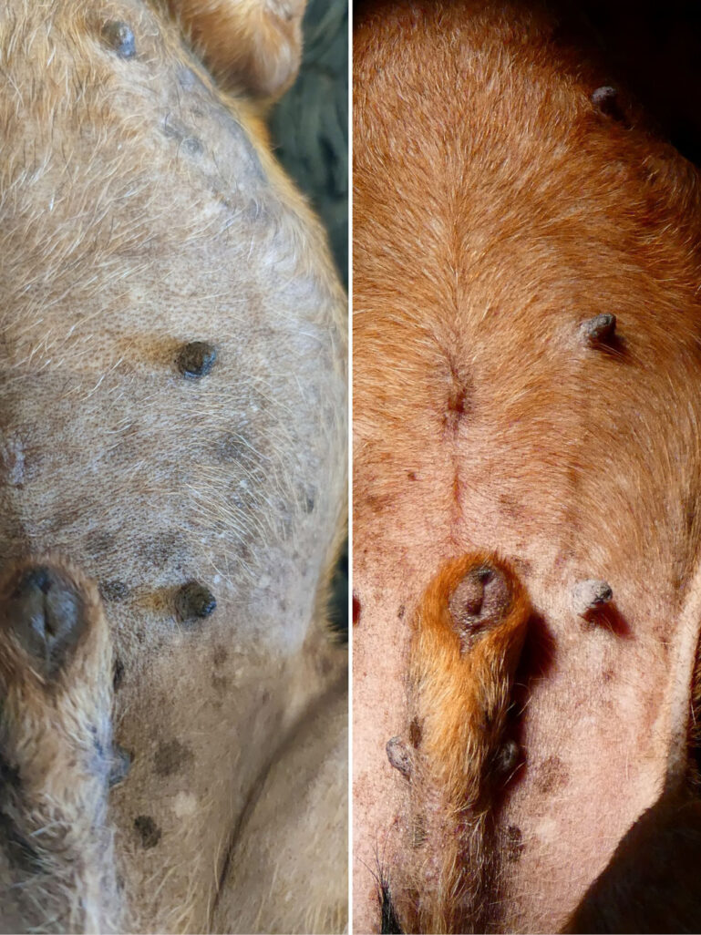 Comparativa de alopecia en la piel de un perro