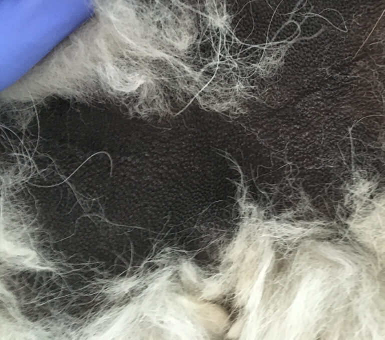 Áreas afectadas por Alopecia X hiperpigmentadas.