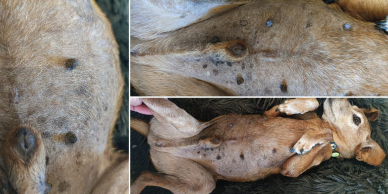 Alopecia y máculas hiperpigmentadas que afectaban a la zona inguinal y costados y se extendían hasta la región torácica en un perro.