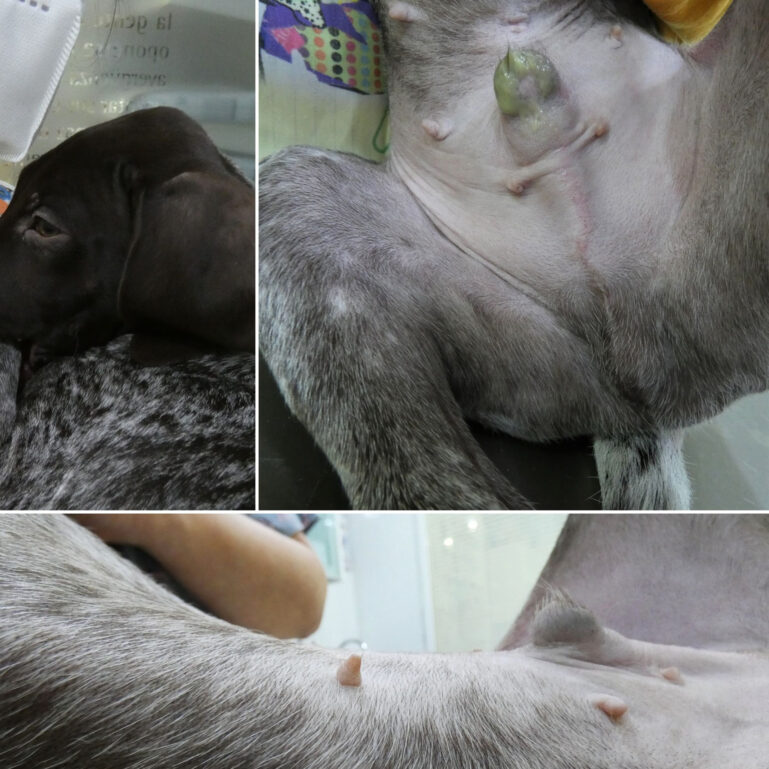 Alteraciones observadas en un perro macho de 3,5 meses: ginecomastia, prepucio agrandado, secreción prepucial, eritema lineal prepucial e hipotricosis en pabellones y periocular.
