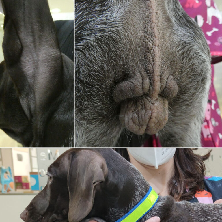 Alteraciones dermatológicas observadas en una perra: hipotricosis en la región perineal, pabellones auriculares y periocular.