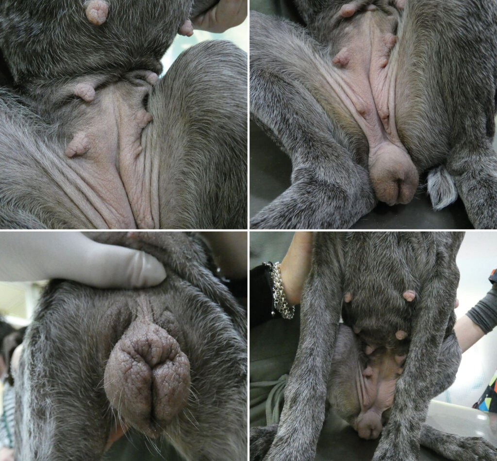 Signos de hiperestrogenismo (ginecomastia e hiperplasia vulvar) observados en la cachorra de 3,5 meses de edad.﻿