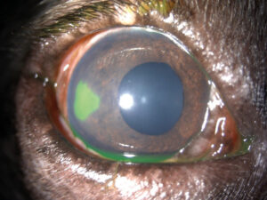 Primer plano de un ojo con características inusuales y colorido